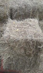 semilla de pasto angleton