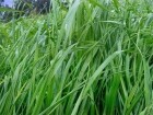 semilla de pasto ryegrass aubade