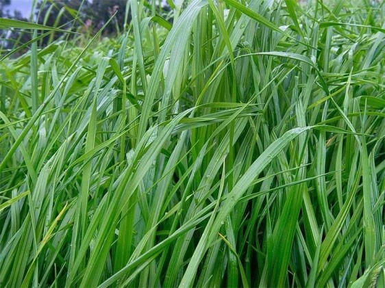 semilla de pasto ryegrass aubade