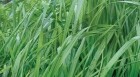 semilla de pasto ryegrass aubade