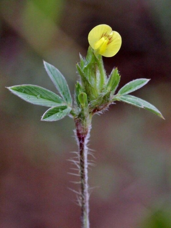 stylosanthes leguminosa para suelos acidos