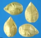 Así son las semillas de césped para clima caliente