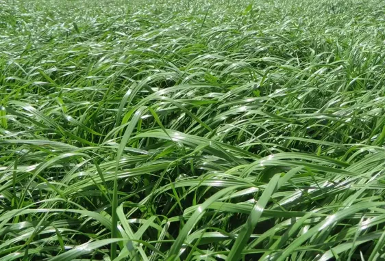 semilla de pasto raygrass ibex