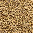 Semillas del pasto Humidicola. Clima caliente