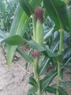 Semilla de maíz para ensilaje V-117 - Imagen 3