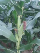 Semilla de maíz para ensilaje V-117