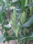 Semilla de maíz amarillo para ensilaje V-117