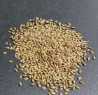 Semilla de pasto brizantha marandú