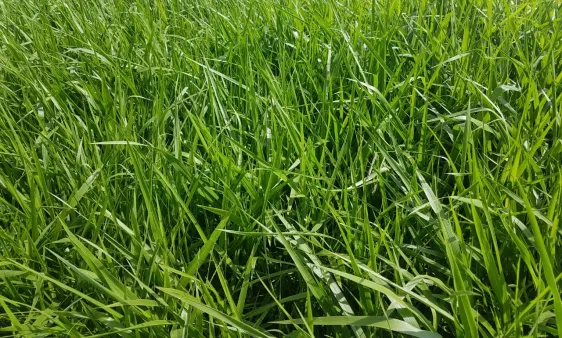 Pasto brizantha paiaguas