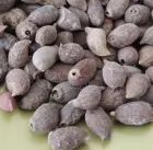 semilla sexual mani forrajero