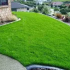 pasto o grama bermuda semilla