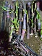 semillas pasto elefante