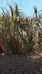 Pasto elefante para corte