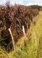 Cultivo pasto elefante