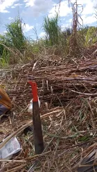 Corte elefante morado