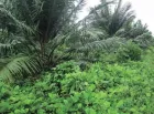 Kudzu asociado con palma