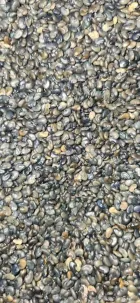 Semillas crotalaria juncea