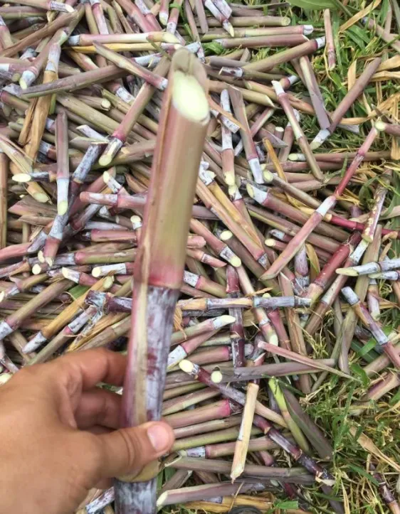 semilla king grass 2
