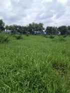 Un potrero de braquipara