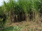 Cultivo caña forrajera