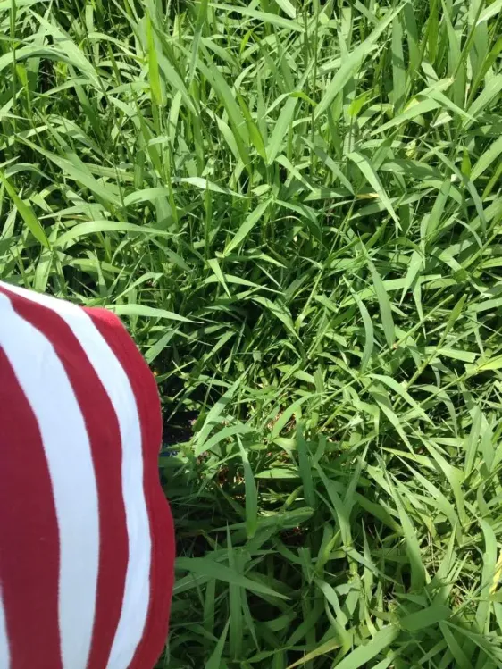 Asi es el pasto braquipara