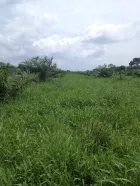 potrero pasto braquipara