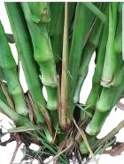 Semillas de pasto clon 51