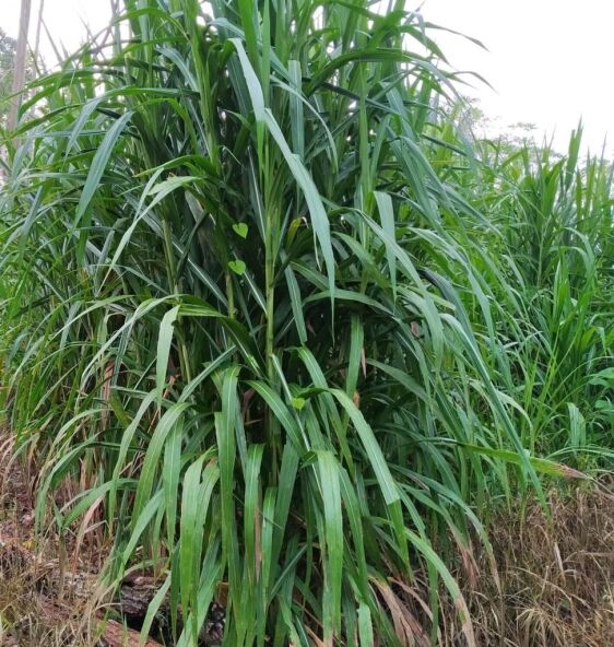Pasto Cuba 22 establecido en macolla alta y densa, listo para corte