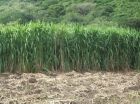 pasto cuba 22 vs. Miyagui diferencias