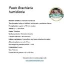 ficha tecnica brachiaria humidicola