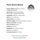 ficha tecnica pasto massai