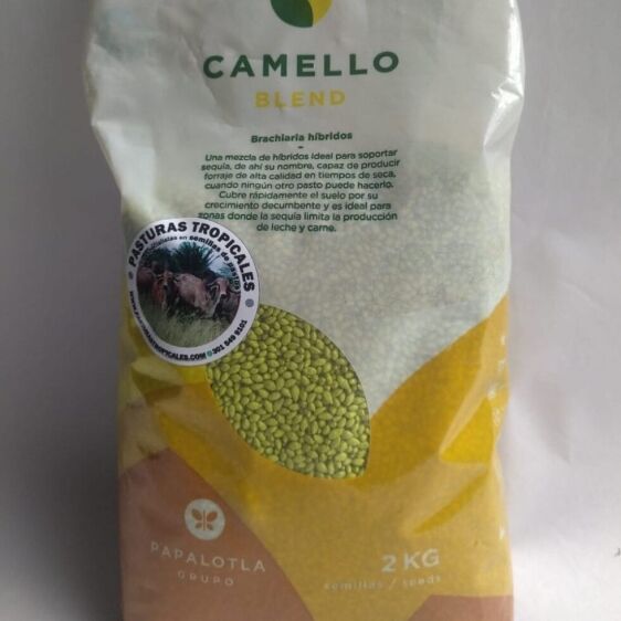 pasto camello 1