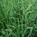 semilla avena altoandina