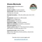 semilla grama bermuda