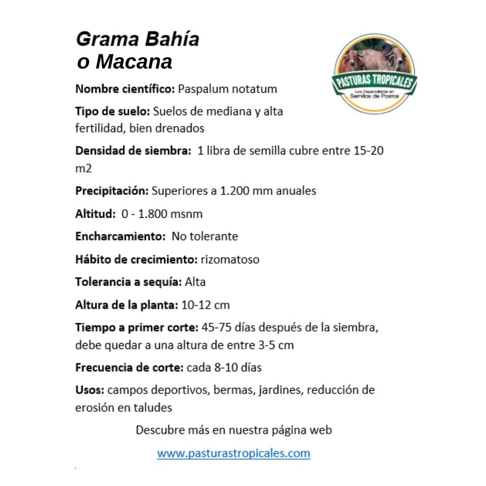 semilla grama macana para jardín