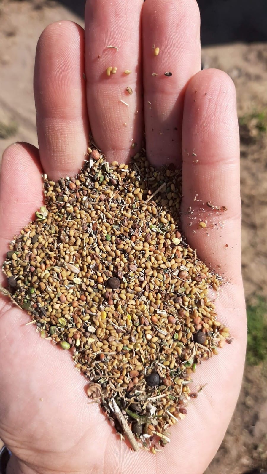Semilla de Alfalfa forrajera