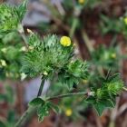 stylosanthes leguminosa para suelos acidos