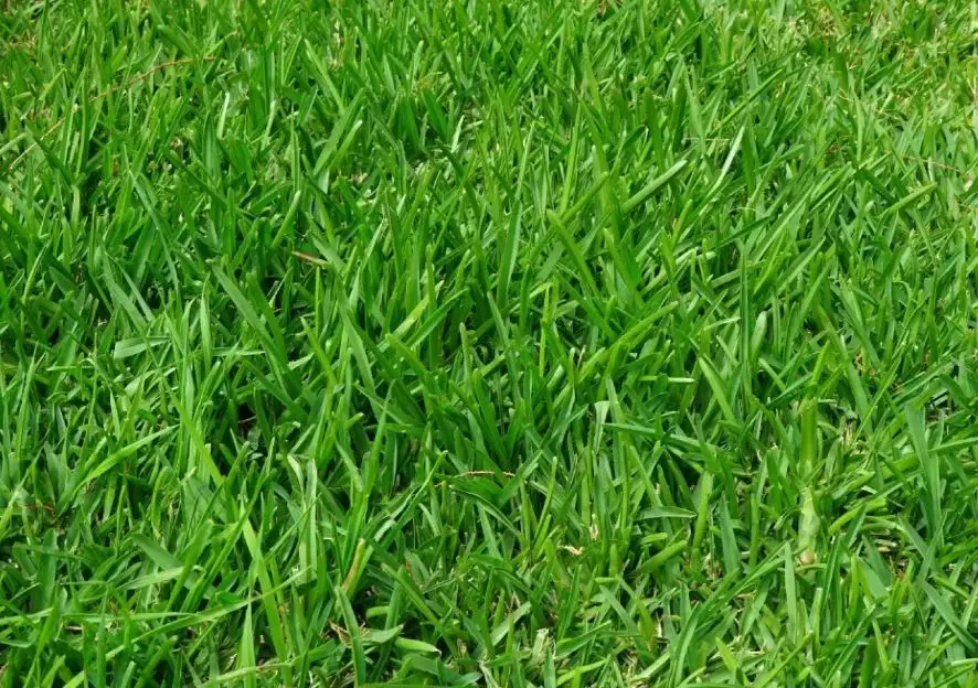 semilla de cesped clima caliente a los 40 días de sembrada