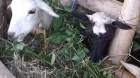 Cabras alimentándose de Matarratón en sistema silvopastoril