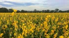 Crotalaria florecida