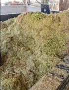 Ensilaje de king grass 4