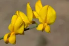 Flor de crotalaria