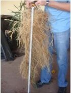 Sistema de raíz profunda de pasto Mulato 2 resistente a sequía en suelo colombiano