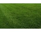 Festuca para jardin