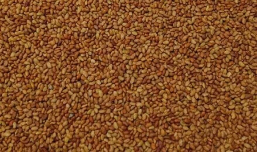 Semillas de Alfalfa forrajera