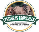 Pasturas Tropicales |  Semillas de pastos para ganado