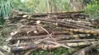 Semilla caña forrajera ganado