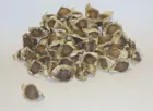 Semilla de Moringa oleifera para ganado - Pasturas Tropicales