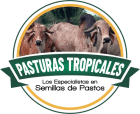 Pasturas Tropicales - Semillas de pastos para ganado