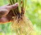 Semilla de Vetiver (Esquejes) - Imagen 5
